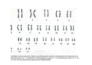 Cariótipo humano masculino. Observe as diferenças de tamanho e dos tipos de cromossomos e os
diferentes tipos. Par 1: metacêntrico. Submetacêntrico: pares 2 – 12. Acrocêntricos: pares 13, 14, 15,
21 e 22. Os cromossomos de cada par são HOMÓLOGOS.
 