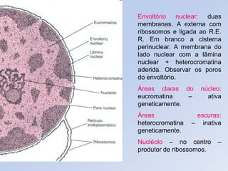 Envoltório nuclear: duas
membranas. A externa com
ribossomos e ligada ao R.E.
R. Em branco a cisterna
perinuclear. A membrana do
lado nuclear com a lâmina
nuclear + heterocromatina
aderida. Observar os poros
do envoltório.
Áreas claras do núcleo:
eucromatina – ativa
geneticamente.
Áreas escuras:
heterocromatina – inativa
geneticamente.
Nucléolo – no centro –
produtor de ribossomos.
 