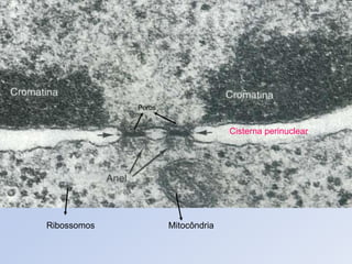 Cisterna perinuclear
Poros
Ribossomos Mitocôndria
 