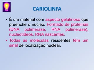 CARIOLINFA
• É um material com aspecto gelatinoso que
preenche o núcleo. Formado de proteínas
(DNA polimerase, RNA polimerase),
nucleotídeos, RNA nascentes.
• Todas as moléculas residentes têm um
sinal de localização nuclear.
 