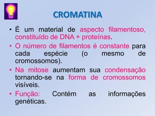 CROMATINA
• É um material de aspecto filamentoso,
constituído de DNA + proteínas.
• O número de filamentos é constante para
cada espécie (o mesmo de
cromossomos).
• Na mitose aumentam sua condensação
tornando-se na forma de cromossomos
visíveis.
• Função: Contém as informações
genéticas.
 