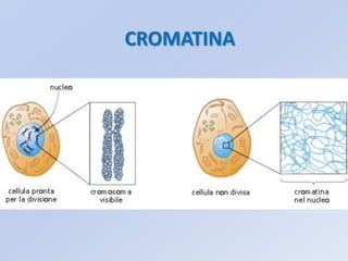 CROMATINA
 