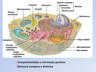 Compartimentaliza a informação genética.
Estrutura complexa e dinâmica
 