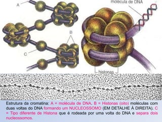 Estrutura da cromatina: A = molécula de DNA. B = Histonas (oito) moléculas com
duas voltas do DNA formando um NUCLEOSSOMO (EM DETALHE À DIREITA). C
= Tipo diferente de Histona que é rodeada por uma volta do DNA e separa dois
nucleossomos.
 