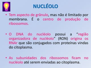 NUCLÉOLO
• Tem aspecto de grânulo, mas não é limitado por
membrana. É o centro de produção de
ribossomos.
• O DNA do nucléolo possui a “região
organizadora de nucléolo” (RON) origina os
RNAr que são conjugados com proteínas vindas
do citoplasma.
• As subunidades dos ribossomos ficam no
nucléolo até serem enviadas ao citoplasma.
 