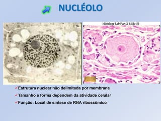 Estrutura nuclear não delimitada por membrana
Tamanho e forma dependem da atividade celular
Função: Local de síntese de RNA ribossômico
NUCLÉOLO
 