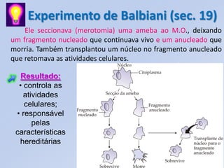 Experimento de Balbiani (sec. 19)
Ele seccionava (merotomia) uma ameba ao M.O., deixando
um fragmento nucleado que continuava vivo e um anucleado que
morria. Também transplantou um núcleo no fragmento anucleado
que retomava as atividades celulares.
Resultado:
• controla as
atividades
celulares;
• responsável
pelas
características
hereditárias
 
