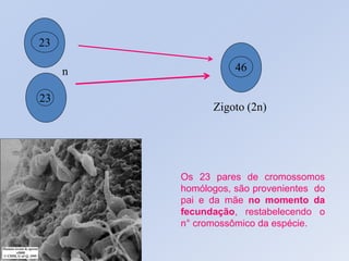 46
23
23
Zigoto (2n)
n
Os 23 pares de cromossomos
homólogos, são provenientes do
pai e da mãe no momento da
fecundação, restabelecendo o
n° cromossômico da espécie.
 