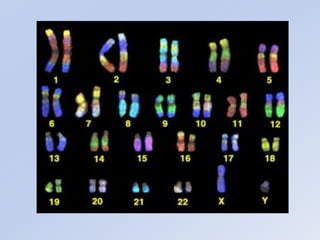 Ncleocelular 140804183236-phpapp02