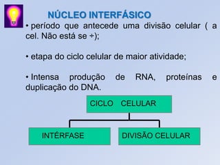INTÉRFASE DIVISÃO CELULAR
CICLO CELULAR
NÚCLEO INTERFÁSICO
• período que antecede uma divisão celular ( a
cel. Não está se ÷);
• etapa do ciclo celular de maior atividade;
• Intensa produção de RNA, proteínas e
duplicação do DNA.
 