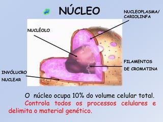 NÚCLEO
O núcleo ocupa 10% do volume celular total.
Controla todos os processos celulares e
delimita o material genético.
FILAMENTOS
DE CROMATINA
NUCLEOPLASMA/
CARIOLINFA
NUCLÉOLO
INVÓLUCRO
NUCLEAR
 