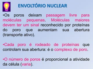 ENVOLTÓRIO NUCLEAR
•Os poros deixam passagem livre para
moléculas pequenas. Moléculas maiores
devem ter um sinal reconhecido por proteínas
do poro que aumentam sua abertura
(transporte ativo).
•Cada poro é rodeado de proteínas que
controlam sua abertura: é o complexo de poro.
•O número de poros é proporcional a atividade
da célula (varia).
 