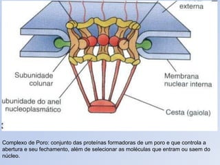 Complexo de Poro: conjunto das proteínas formadoras de um poro e que controla a
abertura e seu fechamento, além de selecionar as moléculas que entram ou saem do
núcleo.
 