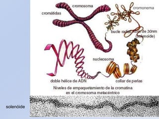 cromonema
solenóide
 