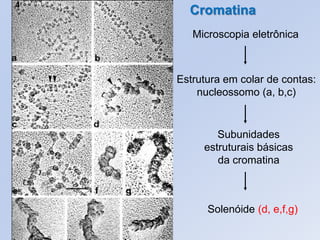 Estrutura em colar de contas:
nucleossomo (a, b,c)
Microscopia eletrônica
Subunidades
estruturais básicas
da cromatina
Cromatina
Solenóide (d, e,f,g)
 