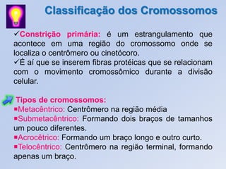 Classificação dos Cromossomos
Constrição primária: é um estrangulamento que
acontece em uma região do cromossomo onde se
localiza o centrômero ou cinetócoro.
É aí que se inserem fibras protéicas que se relacionam
com o movimento cromossômico durante a divisão
celular.
Tipos de cromossomos:
Metacêntrico: Centrômero na região média
Submetacêntrico: Formando dois braços de tamanhos
um pouco diferentes.
Acrocêtrico: Formando um braço longo e outro curto.
Telocêntrico: Centrômero na região terminal, formando
apenas um braço.
 