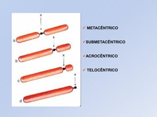  METACÊNTRICO
SUBMETACÊNTRICO
ACROCÊNTRICO
 TELOCÊNTRICO
 