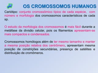 Cariótipo: conjunto cromossômico típico de cada espécie, com
número e morfologia dos cromossomos característicos de cada
sp.
O estudo da morfologia dos cromossomos é mais fácil durante a
metáfase da divisão celular, pois os filamentos apresentam-se
mais compactos e condensados.
Cromossomos homólogos além de ter mesmo tamanho e manter
a mesma posição relativa dos centrômero, apresentam mesma
posição de constrições secundárias, presença de satélites e
distribuição de cromômeros.
OS CROMOSSOMOS HUMANOS
 