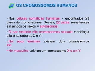 OS CROMOSSOMOS HUMANOS
• Nas células somáticas humanas - encontrados 23
pares de cromossomos. Destes, 22 pares semelhantes
em ambos os sexos = autossomos.
• O par restante são cromossomos sexuais morfologia
diferente entre si, X e Y.
• No sexo feminino existem dois cromossomos
XX
• No masculino existem um cromossomo X e um Y
 