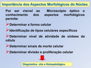 Importância dos Aspectos Morfológicos do Núcleo.
Por ser visível ao Microscópio óptico o
conhecimento dos aspectos morfológicos
permite:
Determinar a forma celular
Identificação de tipos celulares específicos
Determinar nível de atividade de síntese da
célula
Determinar sinais de morte celular
Determinar divisão e proliferação celular
Diagnóstico cito e Histopatológico
 