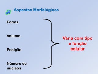 Forma
Volume
Posição
Número de
núcleos
Varia com tipo
e função
celular
Aspectos Morfológicos
 