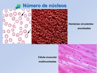 Hemácias circulantes
anucleadas
Célula muscular
multinucleadas
Número de núcleos
 
