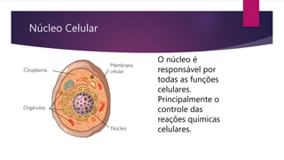 Núcleo Celular 
O núcleo é 
responsável por 
todas as funções 
celulares. 
Principalmente o 
controle das 
reações químicas 
celulares. 
 