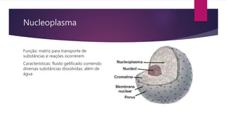 Nucleoplasma 
Função: matriz para transporte de 
substâncias e reações ocorrerem 
Características: fluido gelificado contendo 
diversas substâncias dissolvidas, além de 
água 
 