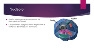 Nucléolo 
 Função: montagem e processamento de 
ribossomos no núcleo 
 Características: agregado denso de proteínas e 
RNAs não delimitado por membrana 
 