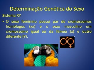 Determinação Genética do Sexo
Sistema XY
• O sexo feminino possui par de cromossomos
homólogos (xx) e o sexo masculino um
cromossomo igual ao da fêmea (x) e outro
diferente (Y).
 