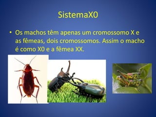 • Os machos têm apenas um cromossomo X e
as fêmeas, dois cromossomos. Assim o macho
é como X0 e a fêmea XX.
SistemaX0
 