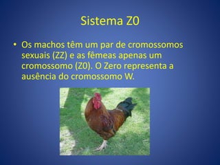 Sistema Z0
• Os machos têm um par de cromossomos
sexuais (ZZ) e as fêmeas apenas um
cromossomo (Z0). O Zero representa a
ausência do cromossomo W.
 