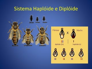 Sistema Haplóide e Diplóide
 