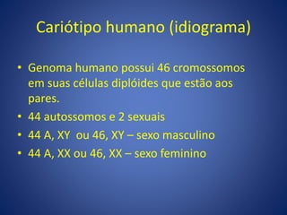 Cariótipo humano (idiograma)
• Genoma humano possui 46 cromossomos
em suas células diplóides que estão aos
pares.
• 44 autossomos e 2 sexuais
• 44 A, XY ou 46, XY – sexo masculino
• 44 A, XX ou 46, XX – sexo feminino
 