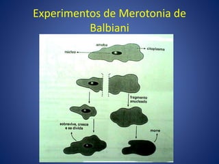 Experimentos de Merotonia de
Balbiani
 
