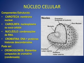 NÚCLEO CELULAR
Componentes Estruturais:
• CARIOTECA: membrana
nuclear.
• CARIOLINFA: nucleoplasma
ou suco celular.
• NUCLÉOLO: condensações
de RNA.
• CROMATINA: DNA + protéinas
histonas descondenadas.
Pode ser:
• CROMOSSOMOS: filamentos
compactos de cromatina
(condensada).
 
