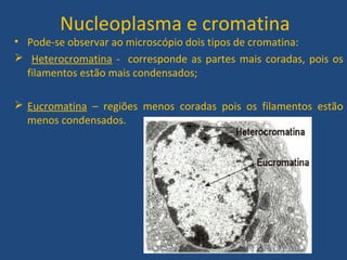 Nucleoplasma e cromatina
• Pode-se observar ao microscópio dois tipos de cromatina:
 Heterocromatina - corresponde as partes mais coradas, pois os
filamentos estão mais condensados;
 Eucromatina – regiões menos coradas pois os filamentos estão
menos condensados.
 