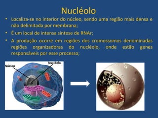 Nucléolo
• Localiza-se no interior do núcleo, sendo uma região mais densa e
não delimitada por membrana;
• É um local de intensa síntese de RNAr;
• A produção ocorre em regiões dos cromossomos denominadas
regiões organizadoras do nucléolo, onde estão genes
responsáveis por esse processo;
 