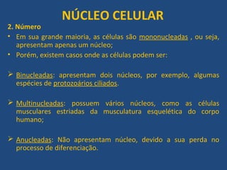 NÚCLEO CELULAR
2. Número
• Em sua grande maioria, as células são mononucleadas , ou seja,
apresentam apenas um núcleo;
• Porém, existem casos onde as células podem ser:
 Binucleadas: apresentam dois núcleos, por exemplo, algumas
espécies de protozoários ciliados.
 Multinucleadas: possuem vários núcleos, como as células
musculares estriadas da musculatura esquelética do corpo
humano;
 Anucleadas: Não apresentam núcleo, devido a sua perda no
processo de diferenciação.
 