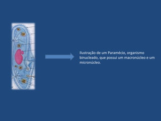 Ilustração de um Paramécio, organismo
binucleado, que possui um macronúcleo e um
micronúcleo.
 