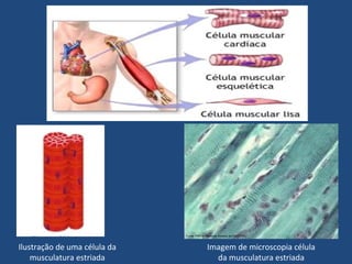 Ilustração de uma célula da
musculatura estriada
Imagem de microscopia célula
da musculatura estriada
 