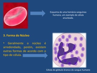 Esquema de uma hemácia sanguínea
humana, um exemplo de célula
anucleada.
3. Forma do Núcleo
• Geralmente o núcleo é
arredondado, porém, existem
outras formas de acordo com o
tipo de célula.
Célula do glóbulo branco do sangue humano
 