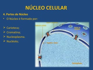 NÚCLEO CELULAR
4. Partes de Núcleo
• O Núcleo é formado por:
 Carioteca;
 Cromatina;
 Nucleoplasma.
 Nucléolo;
 
