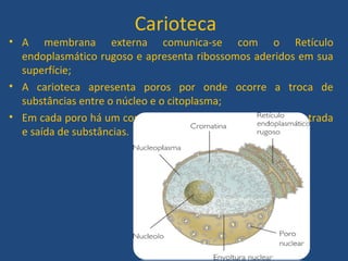 Carioteca
• A membrana externa comunica-se com o Retículo
endoplasmático rugoso e apresenta ribossomos aderidos em sua
superfície;
• A carioteca apresenta poros por onde ocorre a troca de
substâncias entre o núcleo e o citoplasma;
• Em cada poro há um complexo de proteínas que regula a entrada
e saída de substâncias.
 