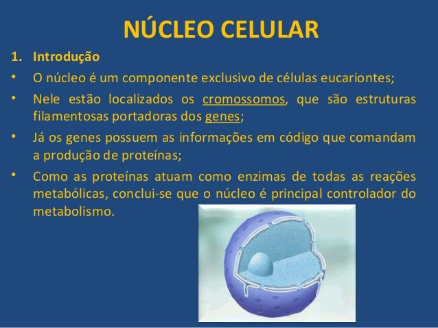 Onde estão os genes Onde estão os genes