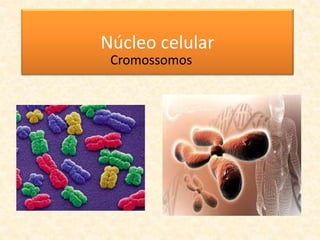 Núcleo celular
Cromossomos
 