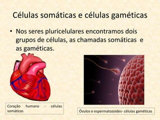 Células somáticas e células gaméticas
• Nos seres pluricelulares encontramos dois
grupos de células, as chamadas somáticas e
as gaméticas.
Coração humano - células
somáticas Óvulos e espermatozoides- células gaméticas
 