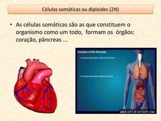 Células somáticas ou diploides (2N)
• As células somáticas são as que constituem o
organismo como um todo, formam os órgãos:
coração, pâncreas ...
 