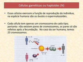 Células gaméticas ou haploides (N)
• Essas células exercem a função de reprodução do indivíduo,
na espécie humana são os óvulos e espermatozoides.
• Cada célula tem apenas um cromossomo de cada tipo;
portanto não existem pares de cromossomos, os pares só são
refeitos após a fecundação. No caso do ser humano, temos
23 cromossomos.
 