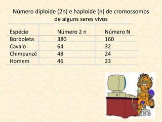 Número diploide (2n) e haploide (n) de cromossomos
de alguns seres vivos
Espécie
Borboleta
Cavalo
Chimpanzé
Homem
Número 2 n
380
64
48
46
Número N
160
32
24
23
 